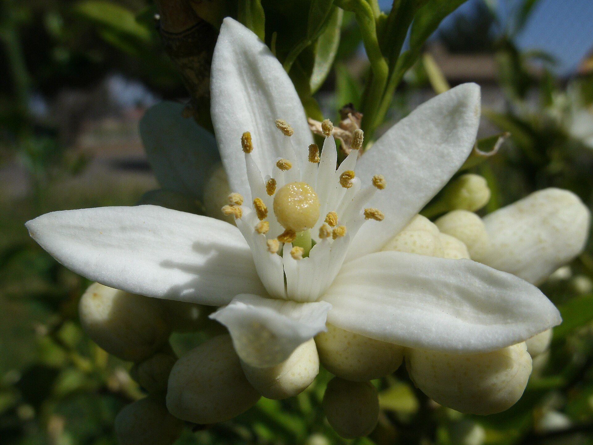 Flor de azahar blanca con sus estambres, entre hojas verdes.